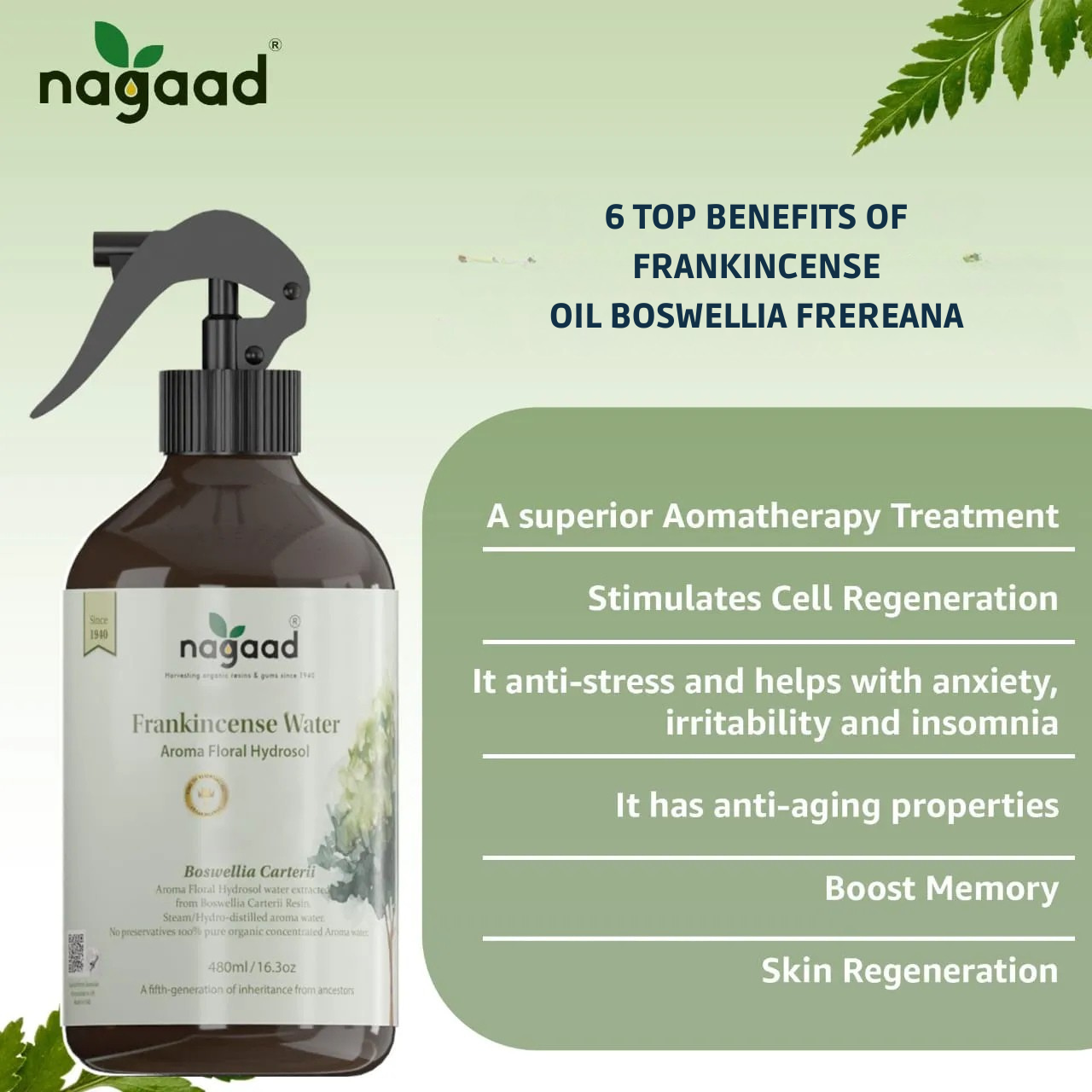 A single palm leaf in a clear glass of water on a white background.