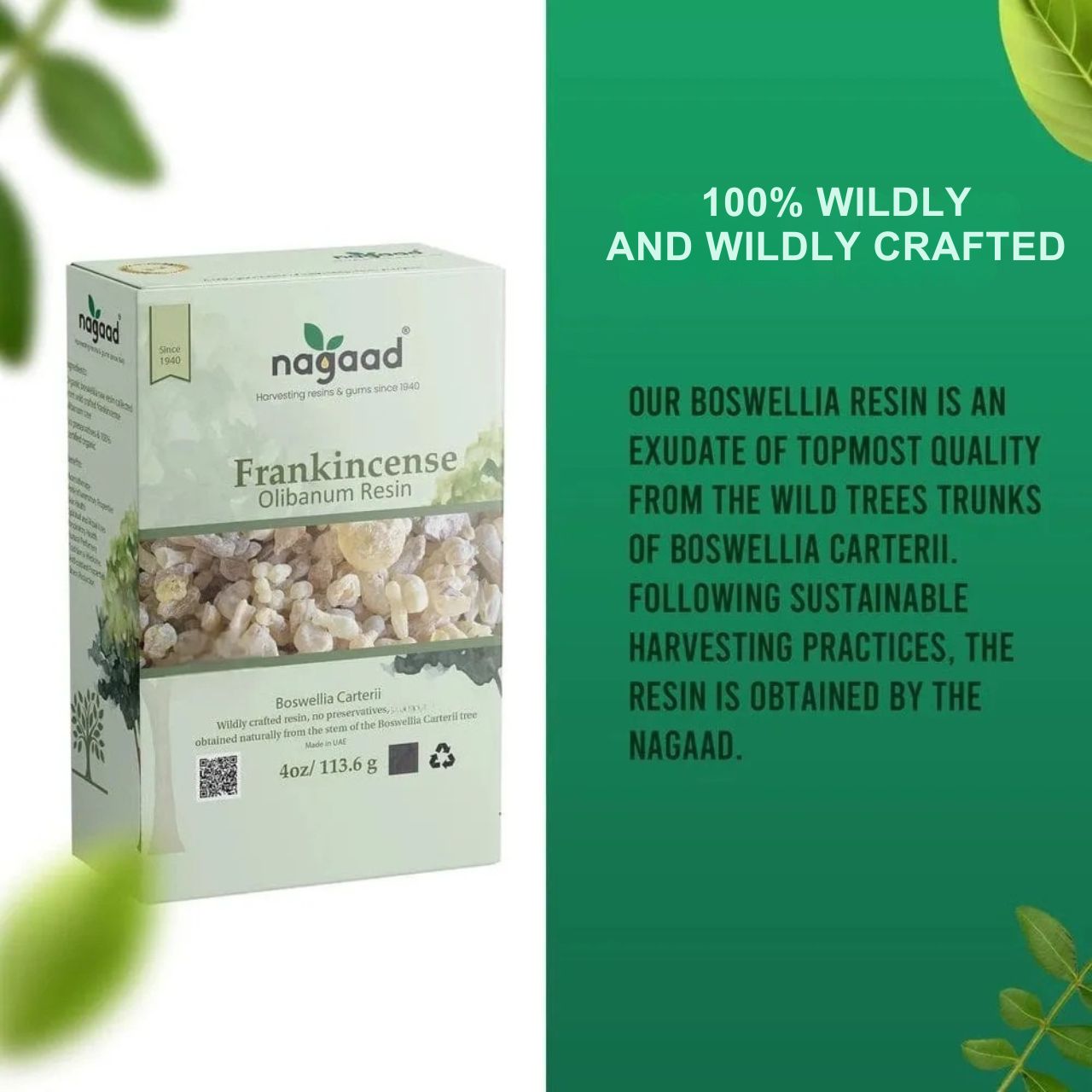 Green palm leaf beside blank white cards on a plain background.