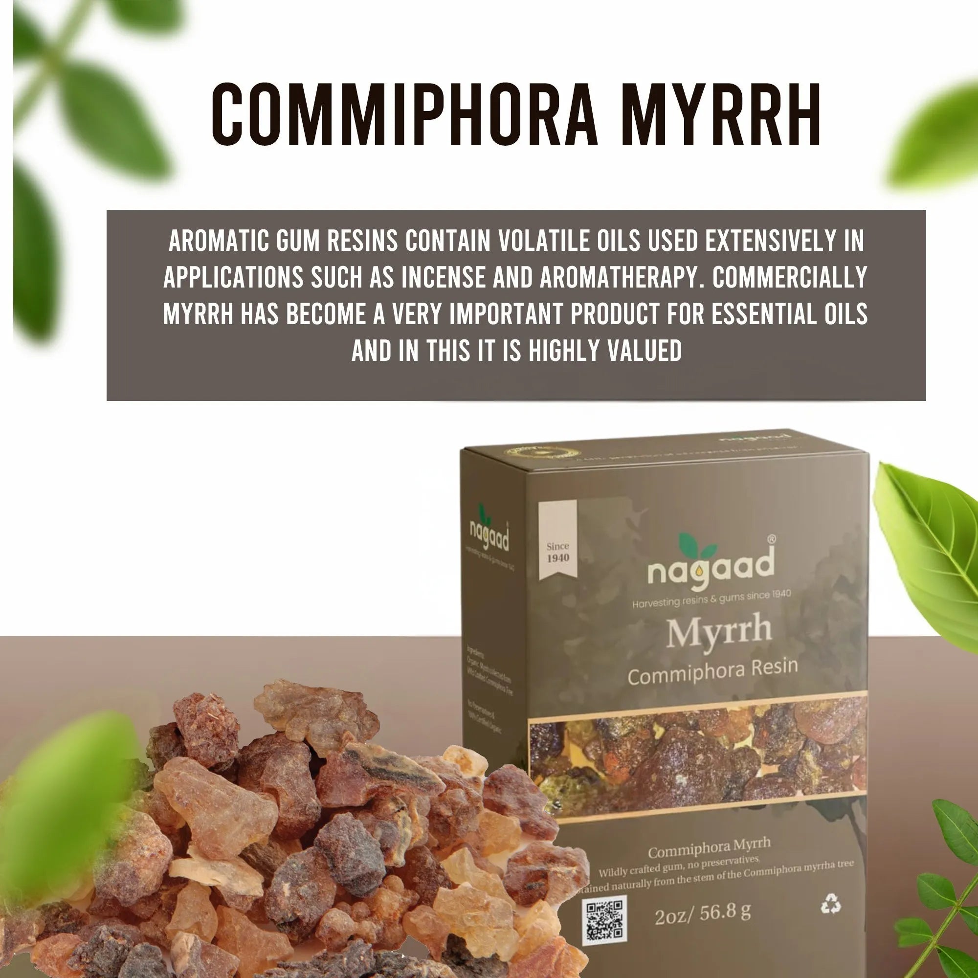 A single monstera leaf in a clear glass vase against a white background.