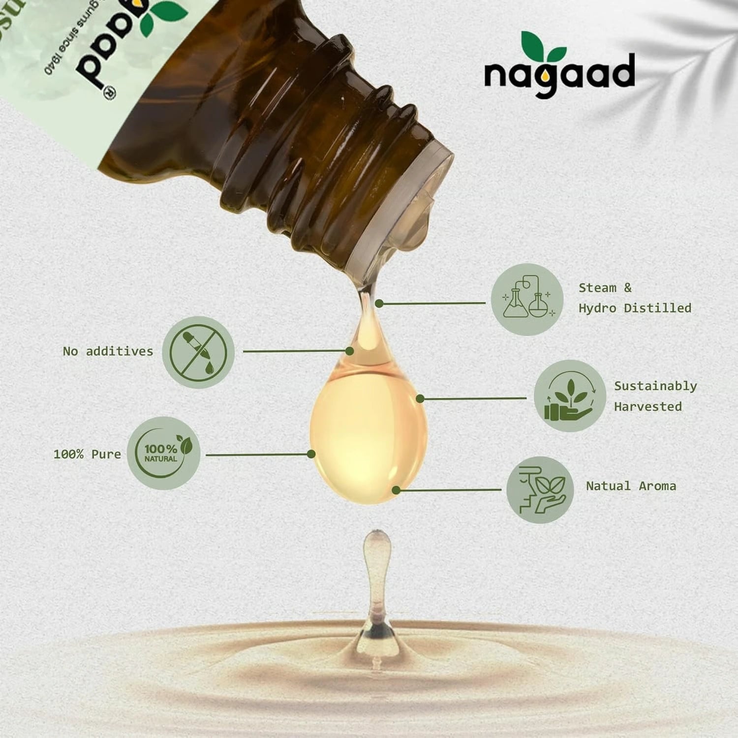 A single monstera leaf in a clear glass vase against a white background.