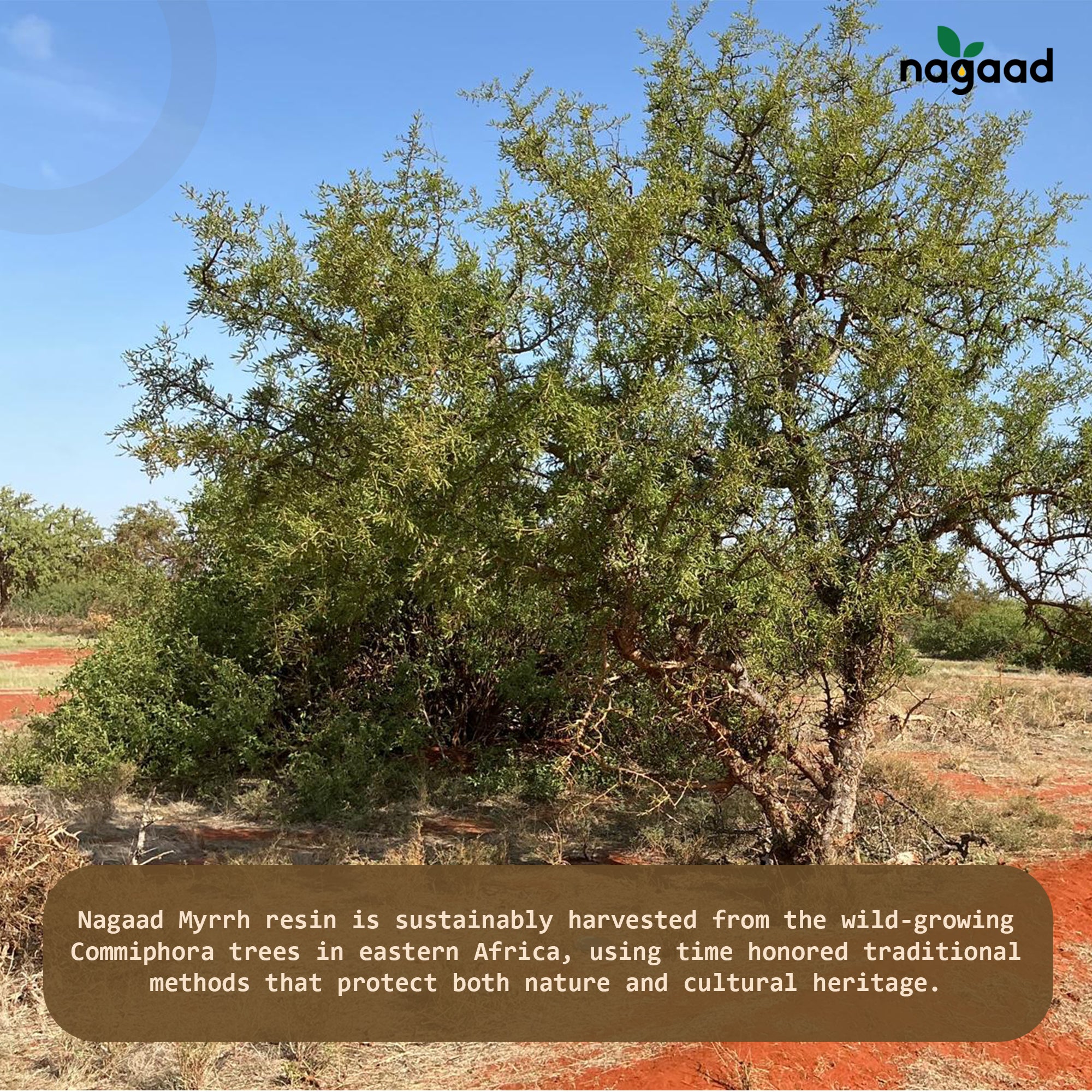 Commiphora Myrrh Resin